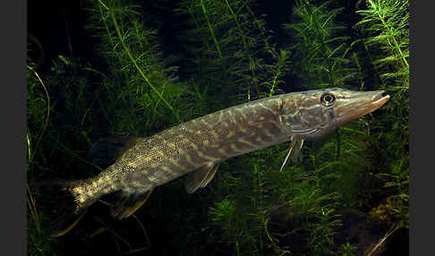 Hecht (Esox lucius)