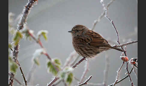 Heckenbraunelle (Prunella modularis)