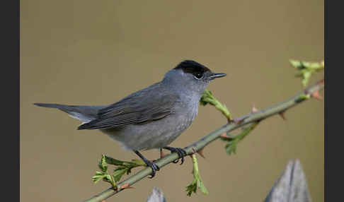 Mönchsgrasmücke (Sylvia atricapilla)