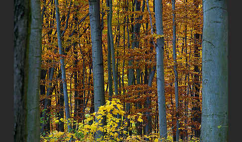 Herbst (autumn)