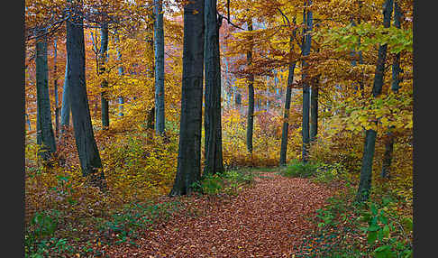 Herbst (autumn)