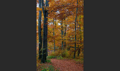 Herbst (autumn)