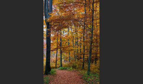 Herbst (autumn)