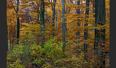 Herbst (autumn)