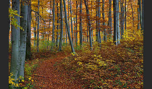 Herbst (autumn)