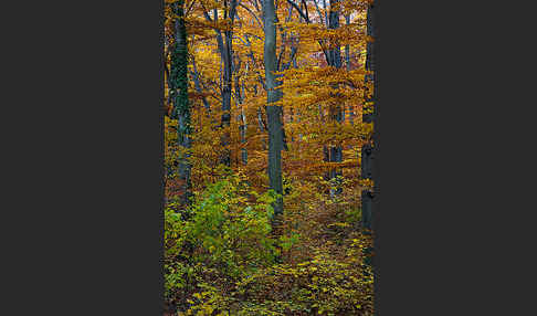 Herbst (autumn)