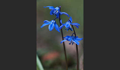 Blaustern (Scilla spec.)