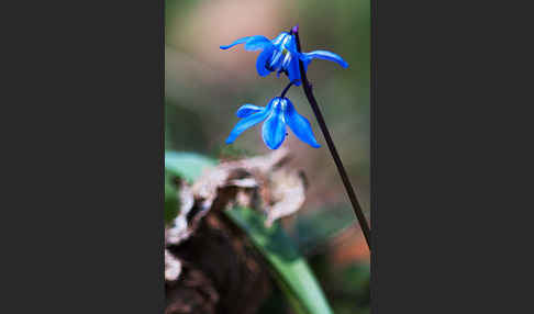 Blaustern (Scilla spec.)