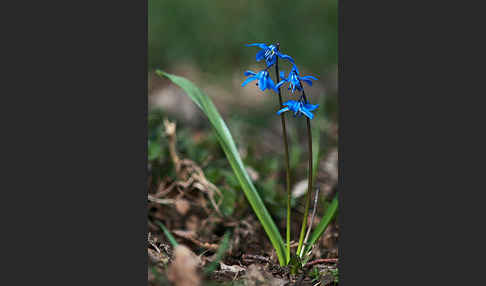 Blaustern (Scilla spec.)