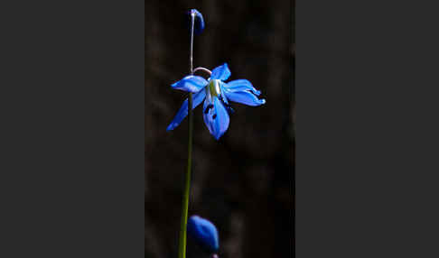 Blaustern (Scilla spec.)