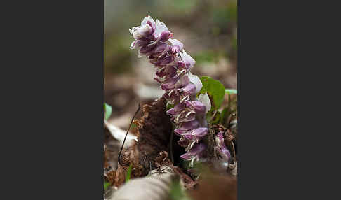 Gewöhnliche Schuppenwurz (Lathraea squamaria)