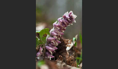 Gewöhnliche Schuppenwurz (Lathraea squamaria)