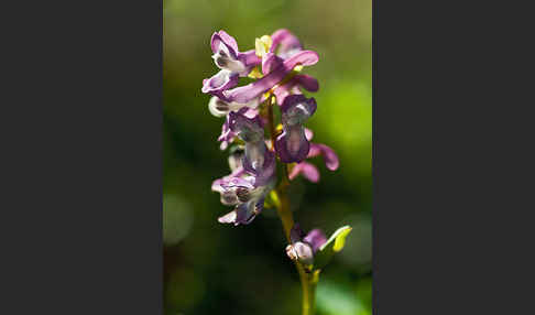 Hohler Lerchensporn (Corydalis cava)