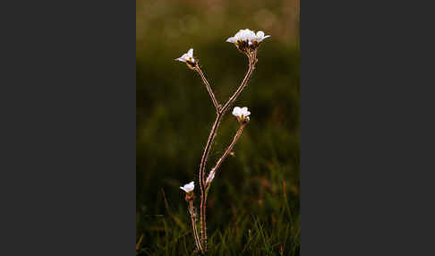 Körnchen-Steinbrech (Saxifraga granulata)