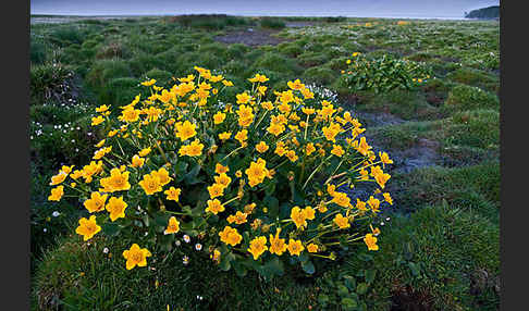 Sumpf-Dotterblume (Caltha palustris)