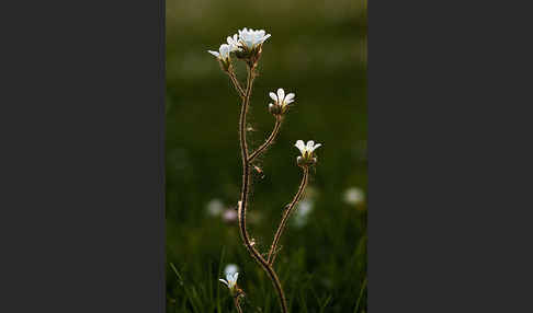 Körnchen-Steinbrech (Saxifraga granulata)