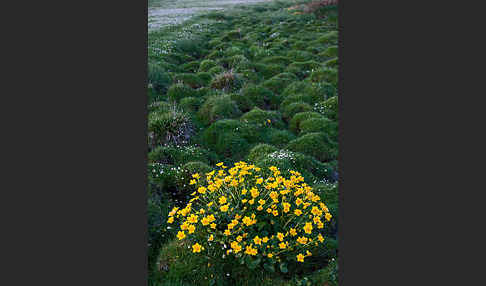 Sumpf-Dotterblume (Caltha palustris)