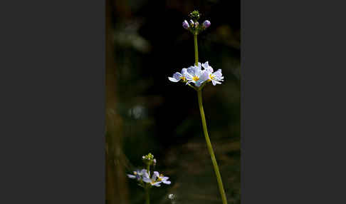 Wasserfeder (Hottonia palustris)