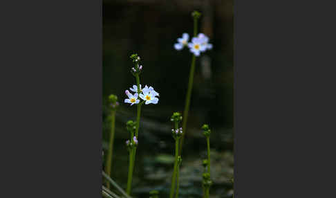 Wasserfeder (Hottonia palustris)