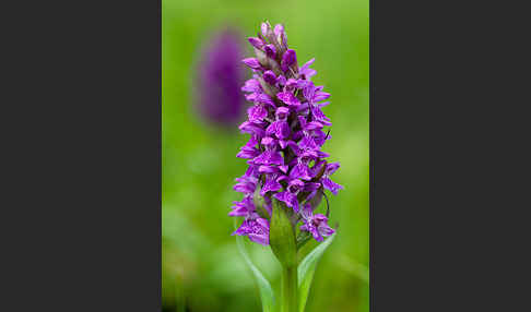 Breitblättrige Kuckucksblume (Dactylorhiza majalis)