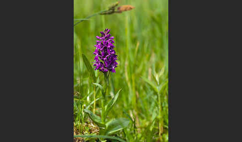 Breitblättrige Kuckucksblume (Dactylorhiza majalis)