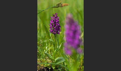 Breitblättrige Kuckucksblume (Dactylorhiza majalis)