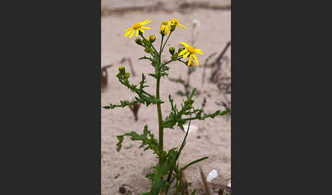 Frühlings-Greiskraut (Senecio vernalis)