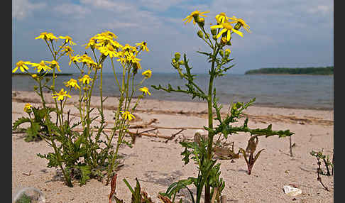 Frühlings-Greiskraut (Senecio vernalis)