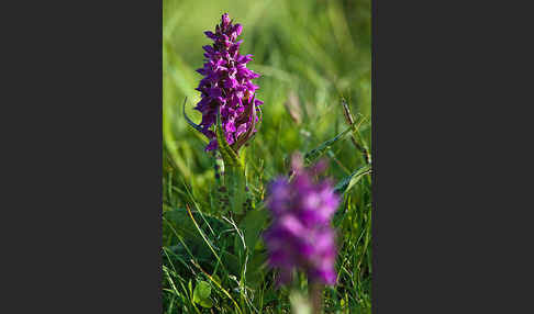 Breitblättrige Kuckucksblume (Dactylorhiza majalis)