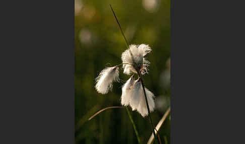 Schmalblättriges Wollgras (Eriophorum angustifolium)