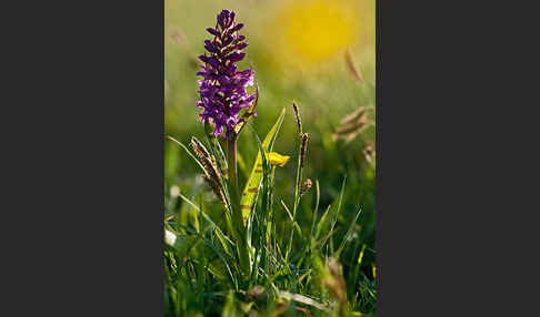 Breitblättrige Kuckucksblume (Dactylorhiza majalis)