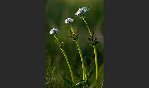 Kleiner Baldrian (Valeriana dioica)