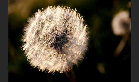 Gemeiner Löwenzahn (Taraxacum officinale agg.)