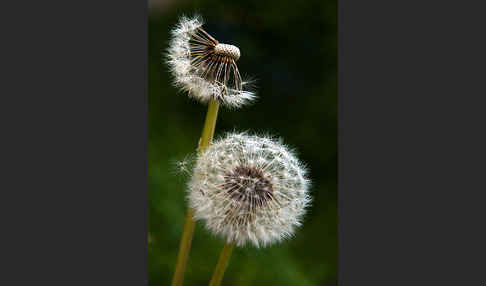 Gemeiner Löwenzahn (Taraxacum officinale agg.)