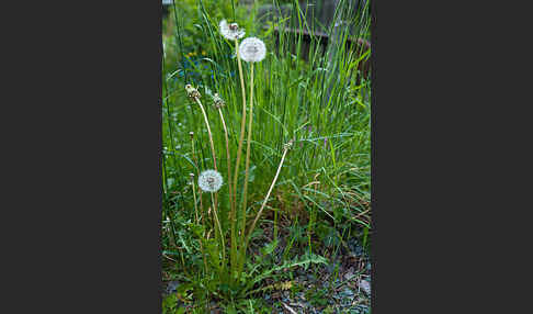 Gemeiner Löwenzahn (Taraxacum officinale agg.)