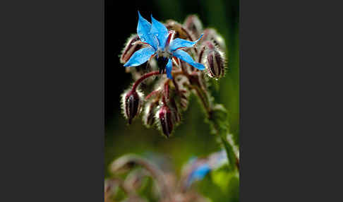 Garten-Borretsch (Borago officinalis)