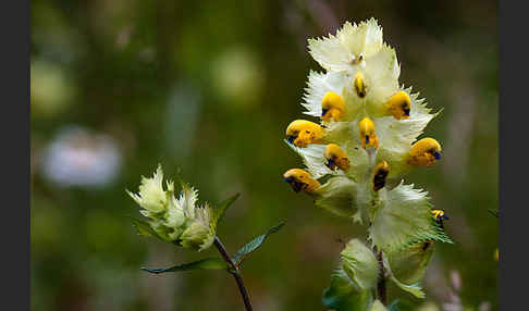 Großer Klappertopf (Rhinanthus angustifolius)