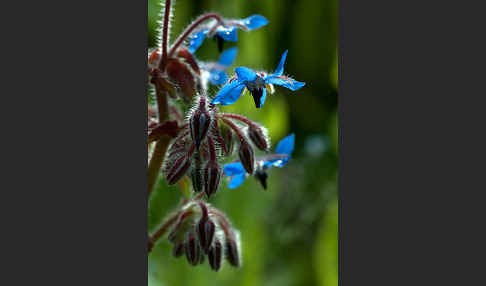 Garten-Borretsch (Borago officinalis)