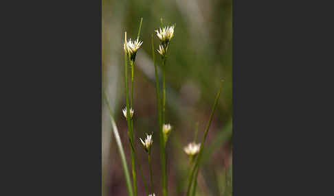 Weißes Schnabelried (Rhynchospora alba)