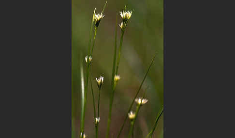 Weißes Schnabelried (Rhynchospora alba)