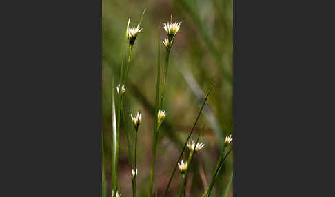 Weißes Schnabelried (Rhynchospora alba)