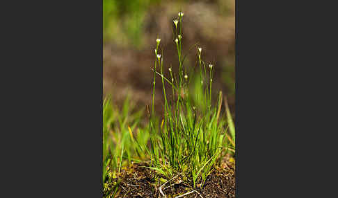 Weißes Schnabelried (Rhynchospora alba)