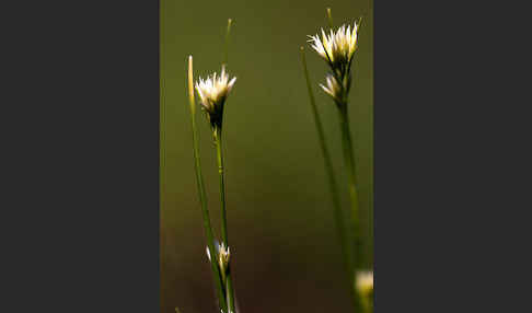 Weißes Schnabelried (Rhynchospora alba)