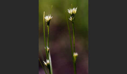 Weißes Schnabelried (Rhynchospora alba)