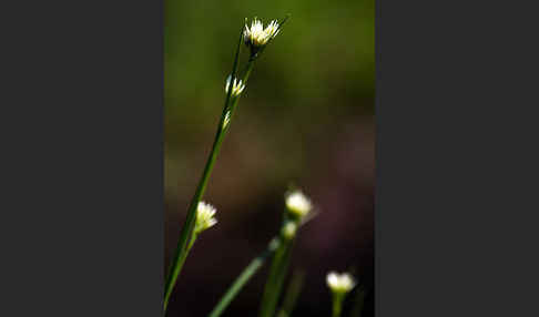 Weißes Schnabelried (Rhynchospora alba)