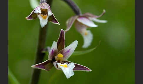 Sumpf-Sitter (Epipactis palustris)