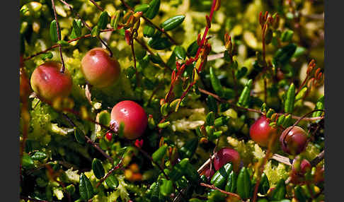 Gewöhnliche Moosbeere (Vaccinium oxycoccos)