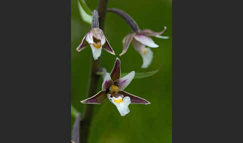 Sumpf-Sitter (Epipactis palustris)