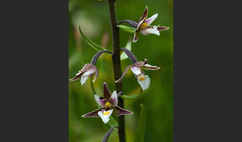 Sumpf-Sitter (Epipactis palustris)