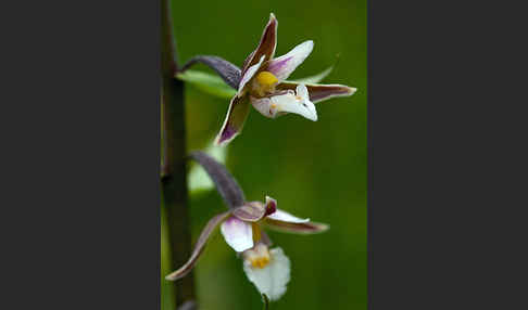 Sumpf-Sitter (Epipactis palustris)